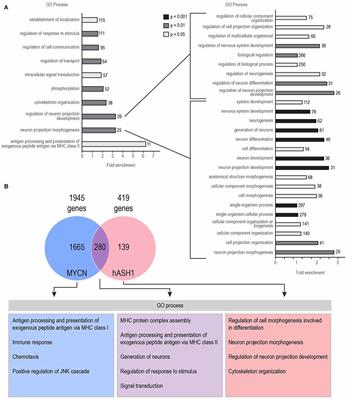 Achaete-Scute Homolog 1 Expression Controls Cellular Differentiation of Neuroblastoma